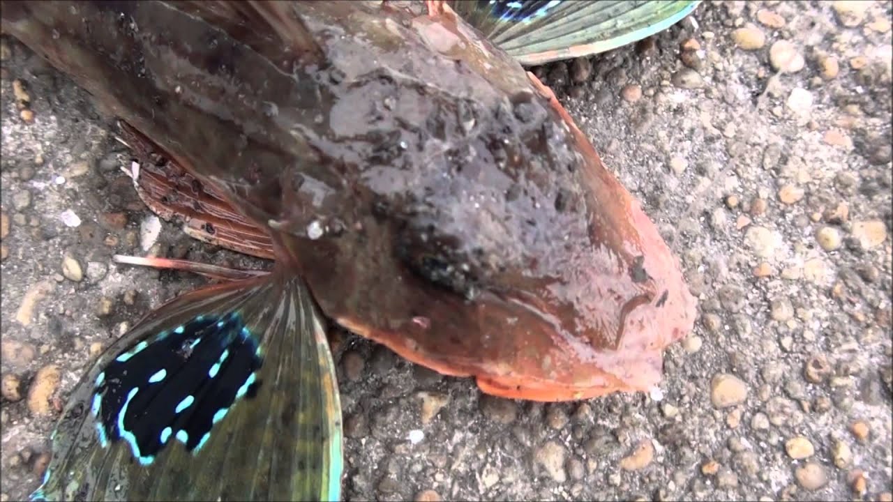 Poisson ; Grondin Perlon ; Grondin Rouge ; Pêche en Mer du Bord ; Fishing ; Bretagne Sud ; France