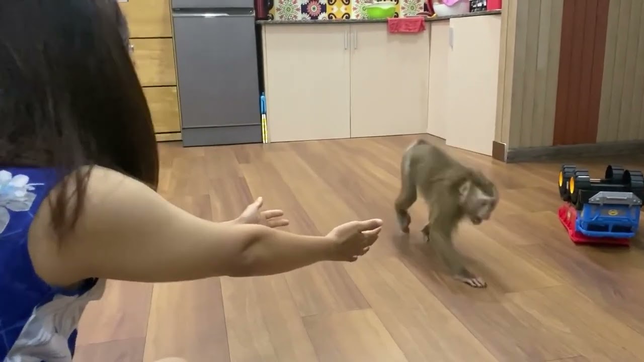 Monkey Baby Nui  2025   Nui expresses her feelings to her mother flipped