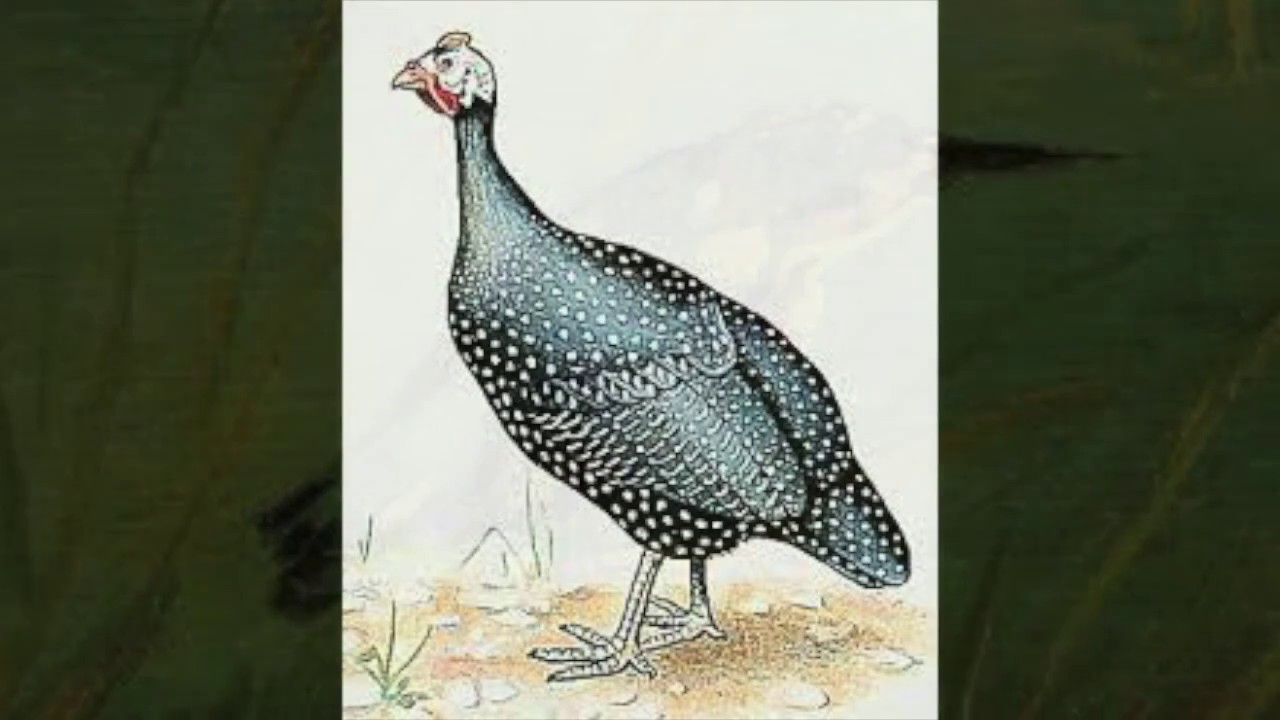 Meinard Kraak - Histoires Naturelles