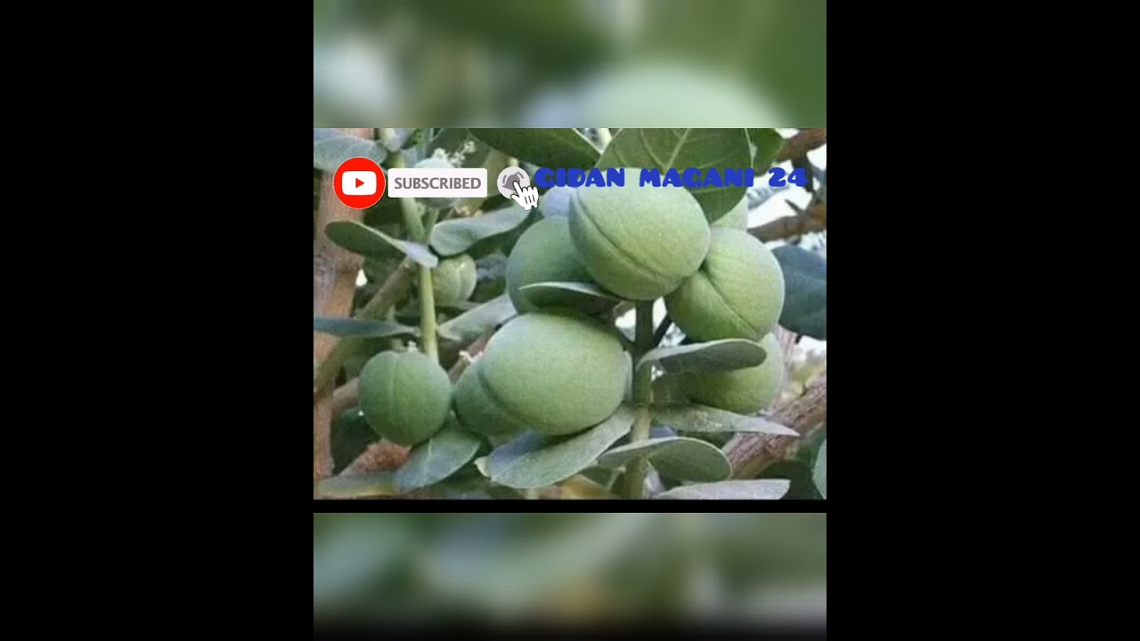 sanarwa daga tashar Gidan magani 24