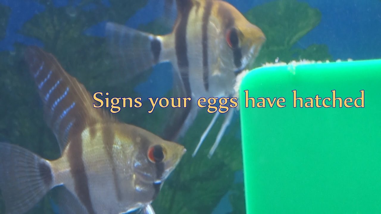 Signs your angelfish eggs have hatched