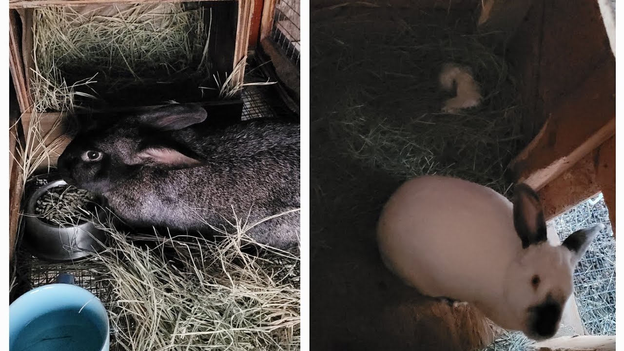 Who will kindle first?? #hobbyfarm #meatrabbits