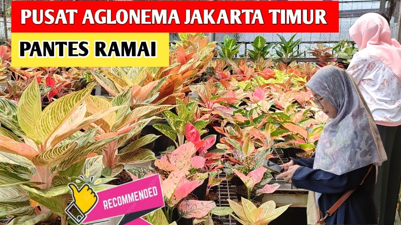 PANTES RAMAI‼️ Kualitas Ok, Harga Terjangkau 