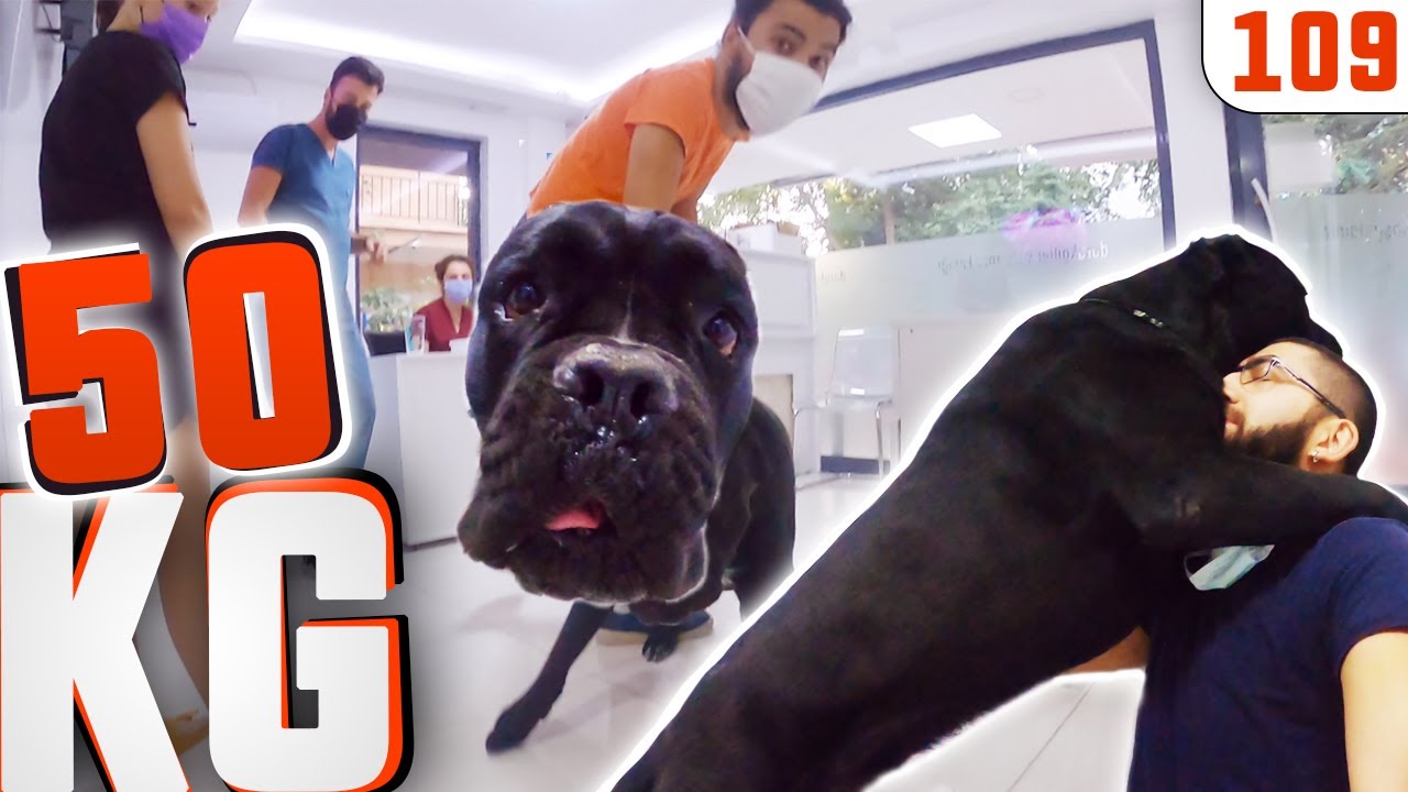 50KG 😲 CANE CORSO 😎 Büyük Irk DEV KÖPEK CAIN #DoBiDa 109