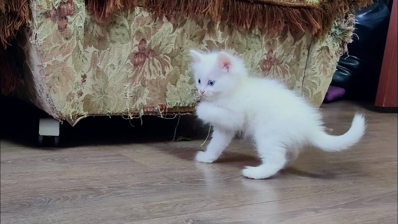Мама-кошка и остальные котята наблюдают, как чудесно играет котенок Микки.