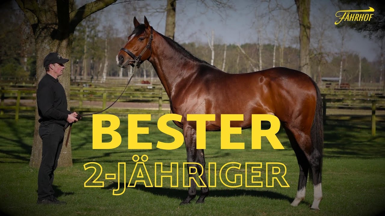 Deckhengst: Der beste zweij&auml;hrige Deutschlands &ndash;&nbsp;ALSON