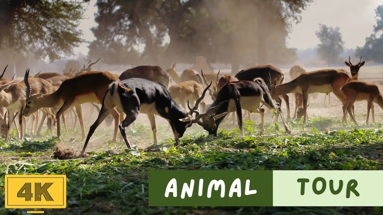 “Natural Animal Wildlife Close Encounters Caught on Camera #wildlifephotography