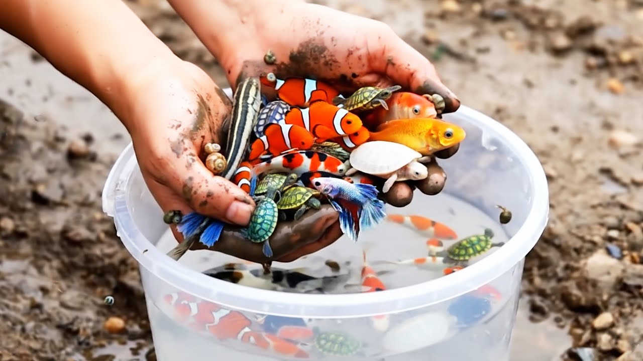 Relaxing Rain ASMR: Catch & Release 1000s of Cute Creatures By Hand!