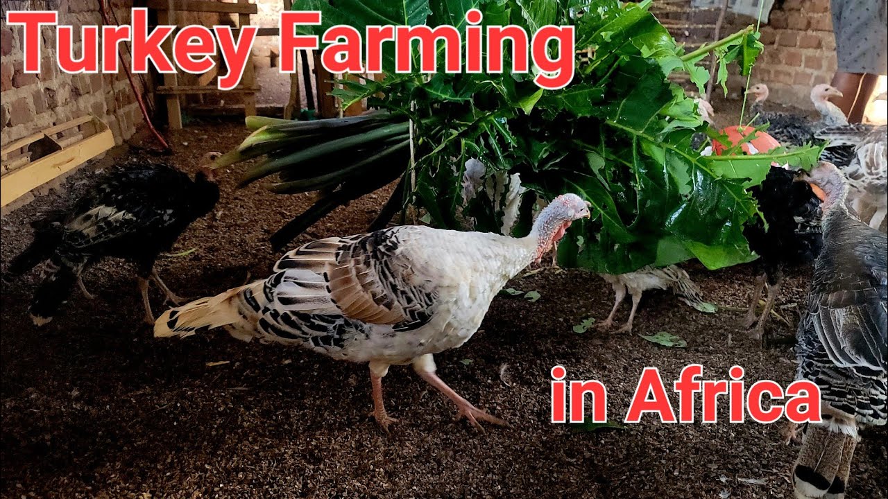 Turkey farming in Africa