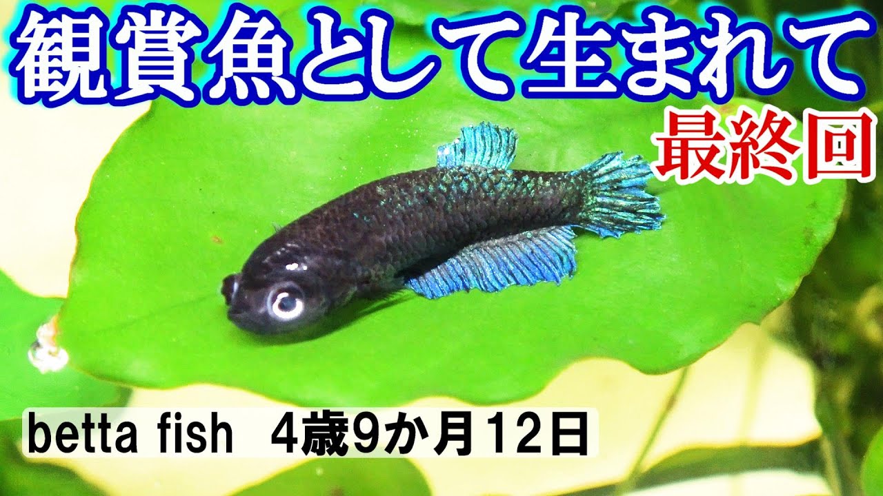 【最終回・命】自然界では生きれない魚の最期・観賞魚として生まれて【ベタ4歳9か月12日】betta fish breeding　#ペット　#ベタ　#betta　#熱帯魚　#メダカ
