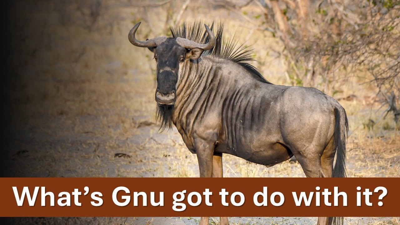 Can you trust the Gnu? | South Africa's political dispensation