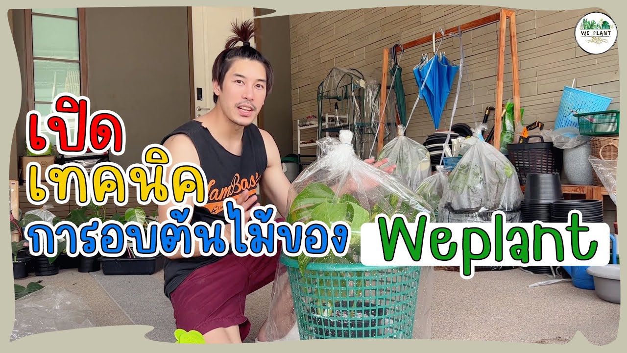เปิดเทคนิคการอบต้นไม้ของ weplant   | We Plant | EP21