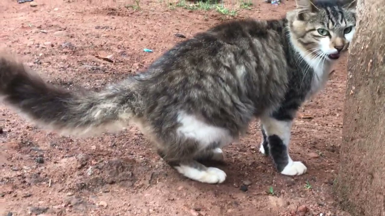 Cat climbing skills