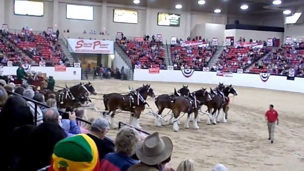Budweiser's Clydesdale Horses perform  for a huge crowd at the South Point Hotel in Las opportunity