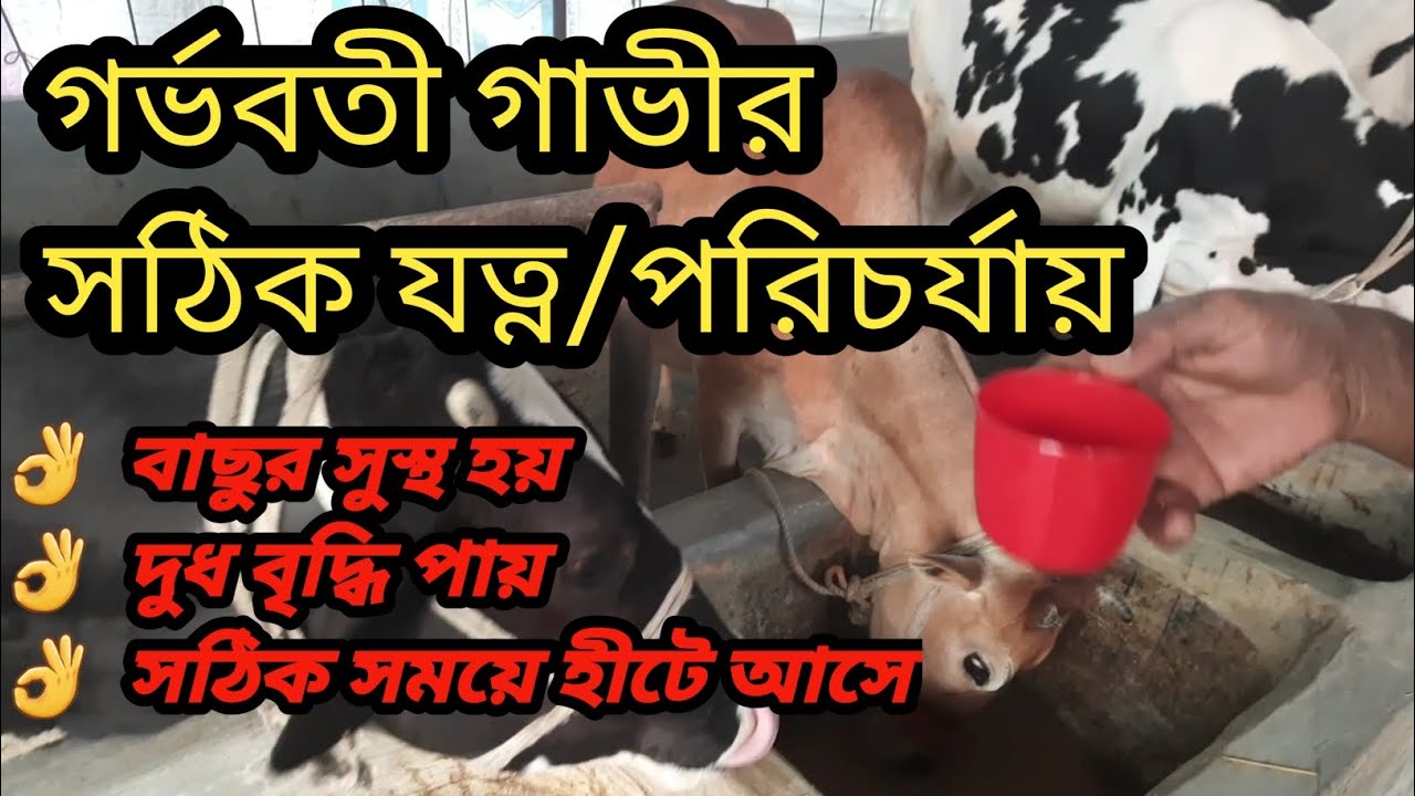 গর্ভবতী, প্রেগনেন্ট গাভীর সঠিক  যত্ন, খাদ্য তালিকা ভিটামিন মিনারেল খাওয়ানো পদ্ধতি ।
