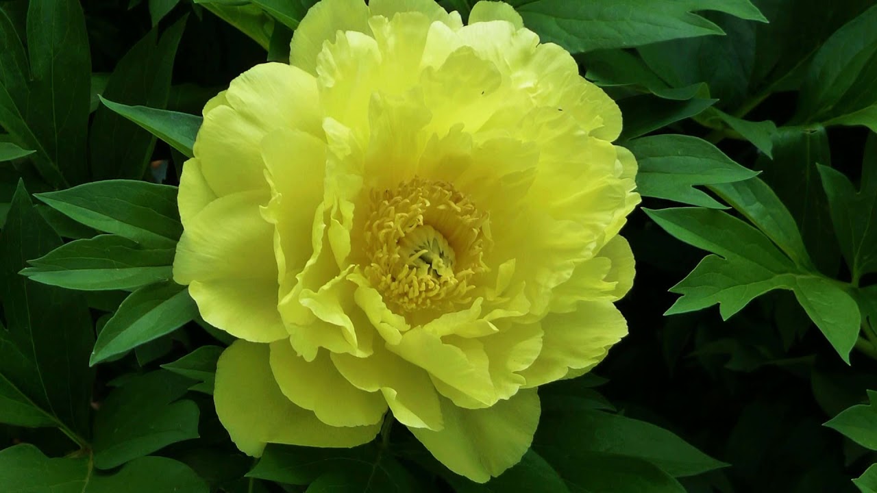 CORNERSTONE SONOMA UNIQUE GARDEN DESIGNS - CREATED BY IMMIGRANT GARDENERS