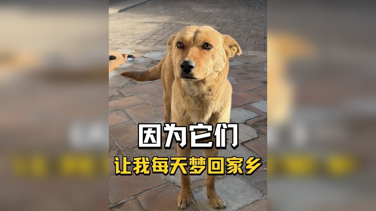 因为它们，每天都可以让我梦回“童年”