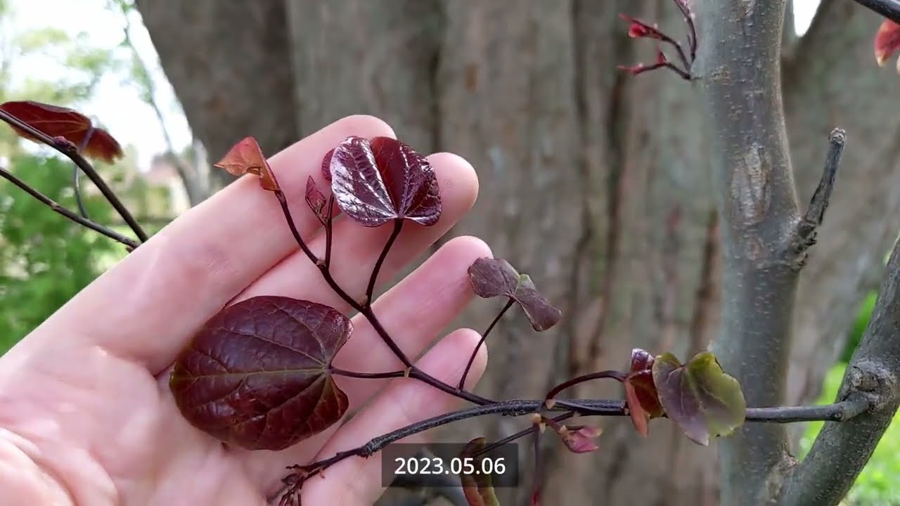 Planting a Redbud Tree 