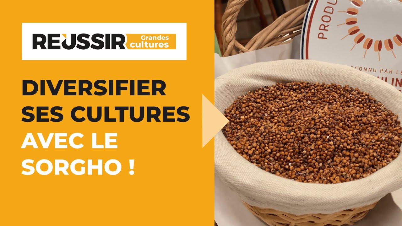 Changement climatique : le sorgho pour diversifier ses cultures