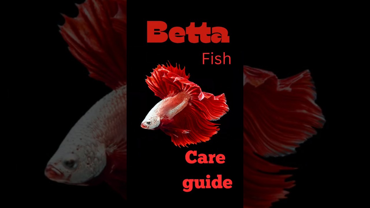 &ldquo;Betta Fish Care Guide 🐟 | Tank Size, pH, Temp & Fun Facts (Beginner Friendly)&rdquo; #bettafish