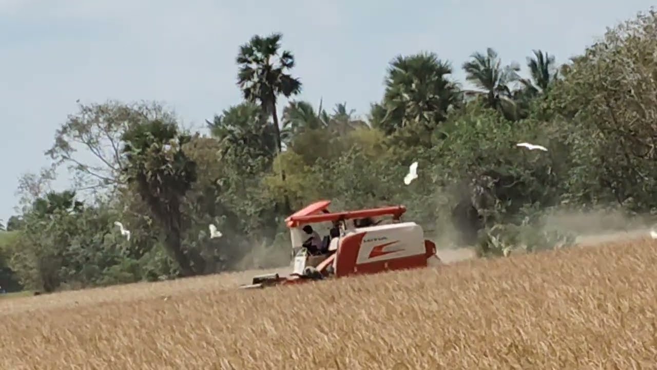 நெல் அறுவடை செய்யலாம் வாங்க 🌾🌾🌾🌾🌾🌾🌾🌾🌾🌾