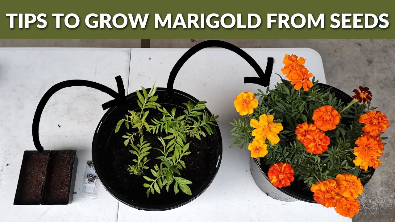 How to grow Marigold Flowers from Seeds | STEP BY STEP Guide!