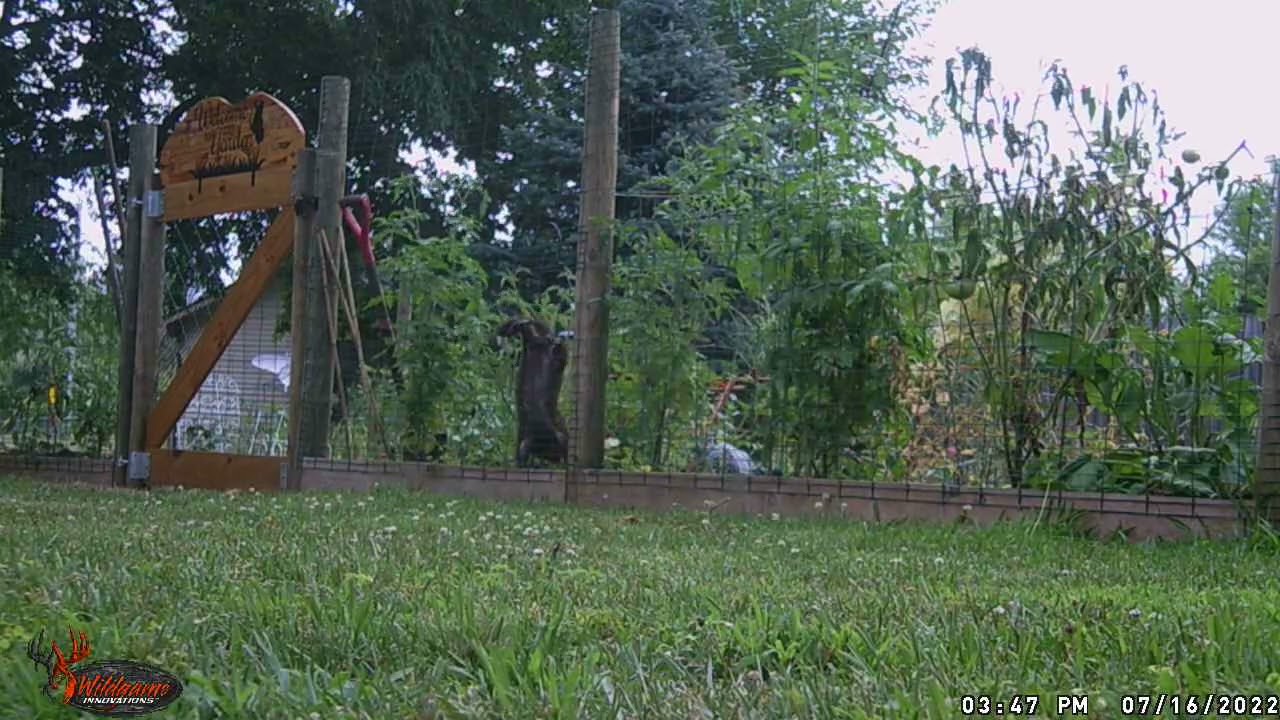 Groundhog through fence