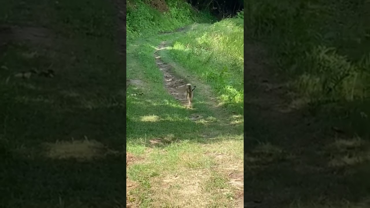Incontri ravvicinati&hellip; #lepre #natura #nature #wildlife