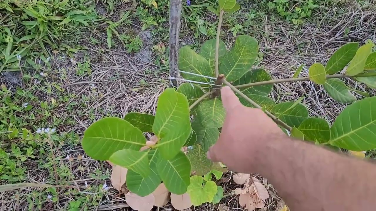 Cajueiro anão precoçe e Cajueiro enxertado. Poda de formação.