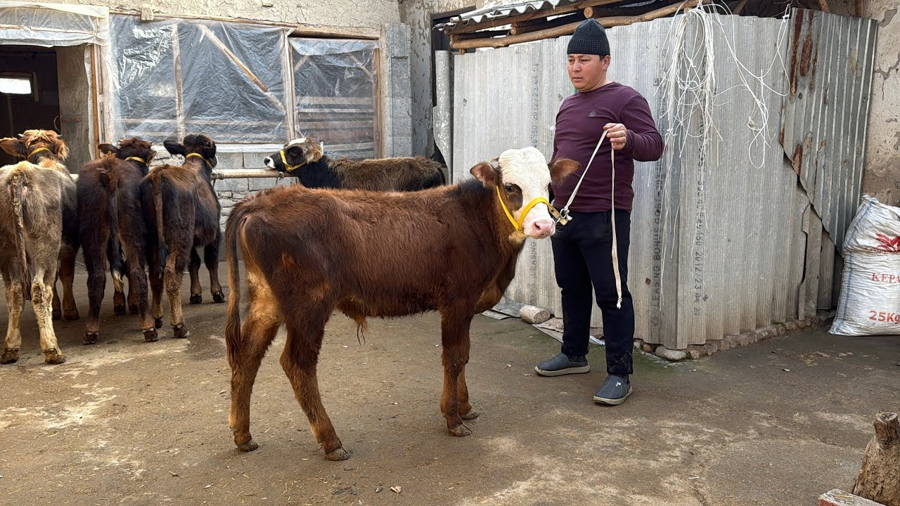 🥇MANA GIBRID BUQALAR VA TARGIL SHVET VARIANTIDAN✅
