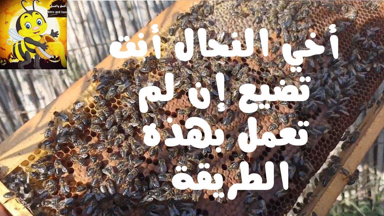 طريقة رقم (1) في حصول على أكبر جيش من النحل #تربية_النحل