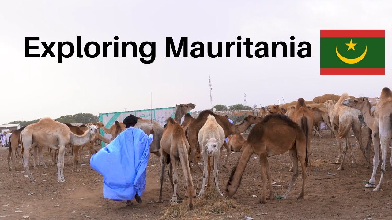 Exploring the Biggest Camel Market in the Sahara (NOUAKCHOTT, MAURITANIA 🇲🇷)