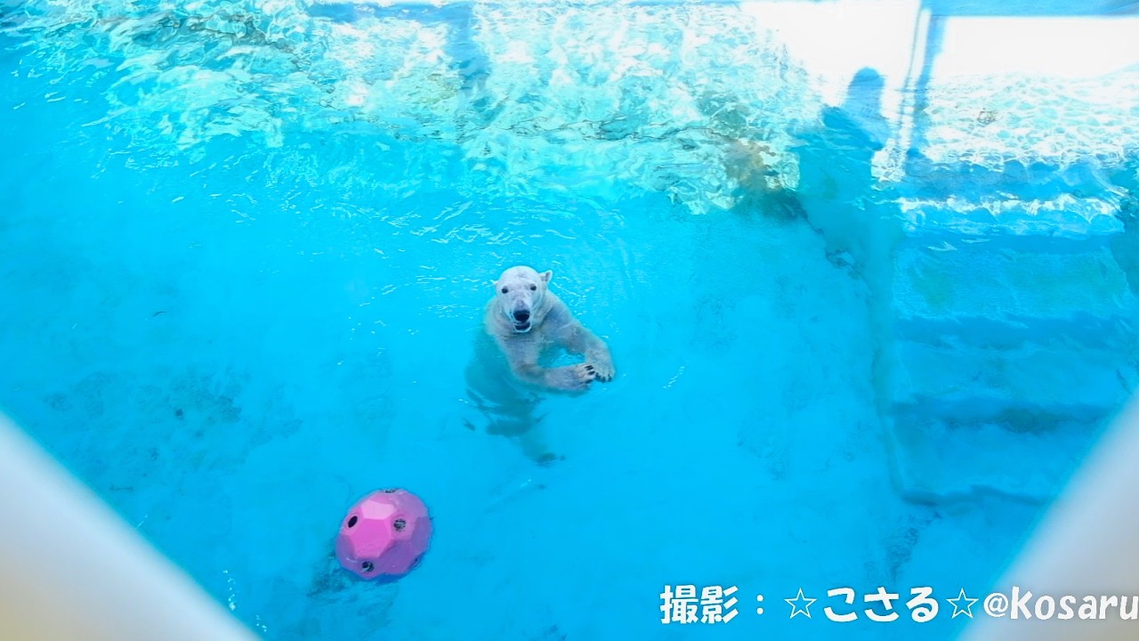 2026.3.13 釧路市動物園 ホッキョクグマ 午後のマルル