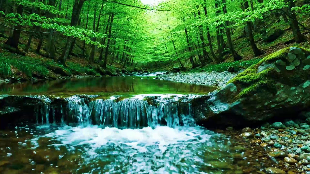 Beautiful Forest Sounds 🌿 Calming River & Forest Birdsong | Nature ASMR