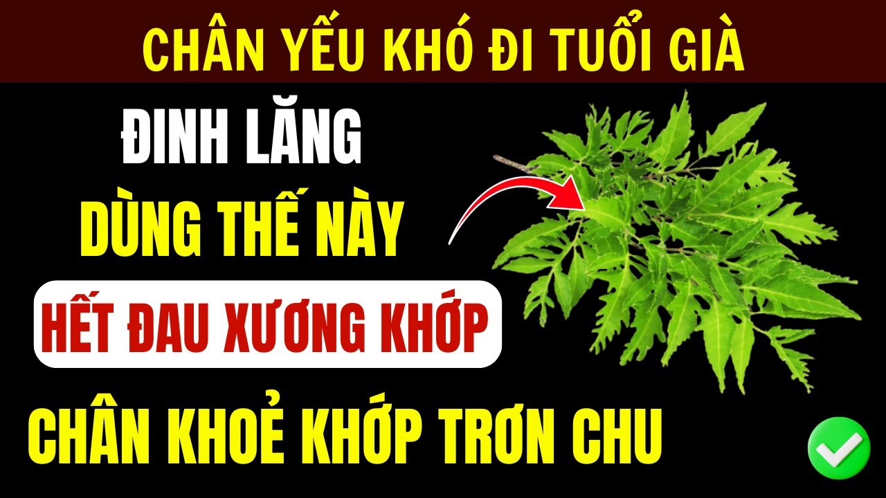 Người Cao Tuổi: 4 Cách Dùng Lá Đinh Lăng Giảm Đau Xương Khớp, Tim Thận Khỏe
