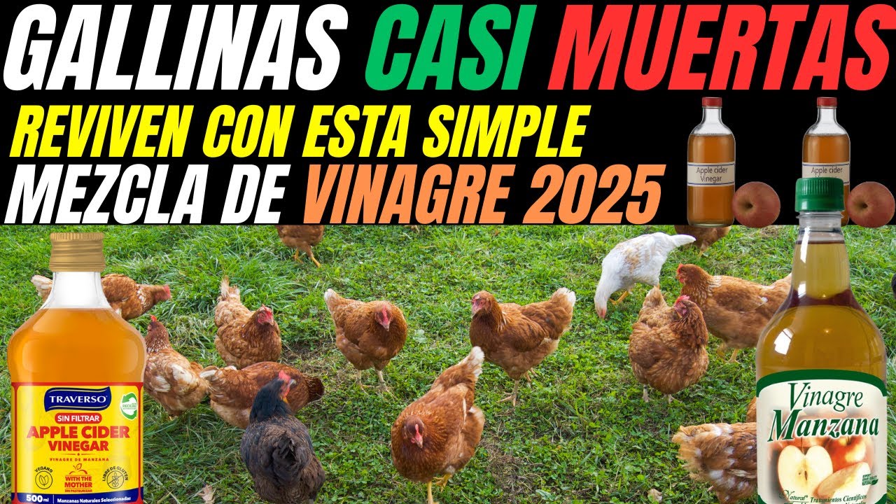 Gallinas casi muertas REVIVEN con esta simple mezcla de vinagre   Los expertos están asombrados