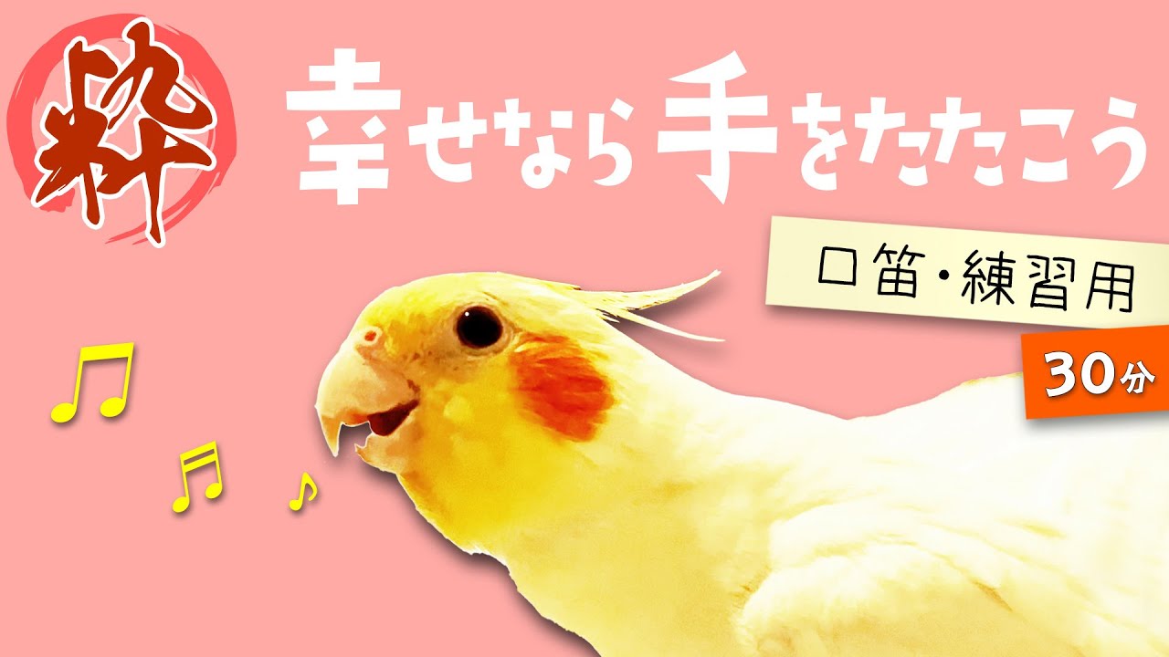 【口笛・練習用】ちょっと粋な「幸せなら手をたたこう」【難易度★★☆】※途中広告なし　#オカメインコ #トレーニング