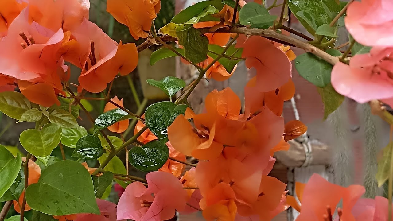 Turzinho pela minha planta 🪴