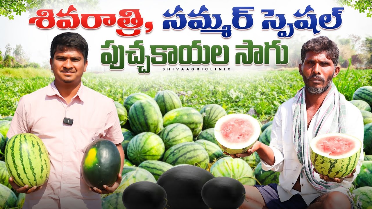 Watermelon Cultivation In Telugu | పుచ్చకాయల సాగు | Puchakaya Sagu | Shiva Agri Clinic