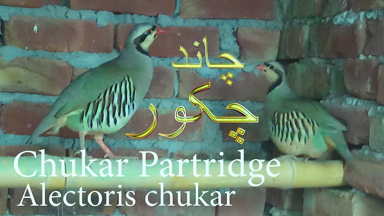Chukar Partridge - Chand Chakor - Pet - Cute Creatures - Amazing Farm - Brigadier Ka Bagh