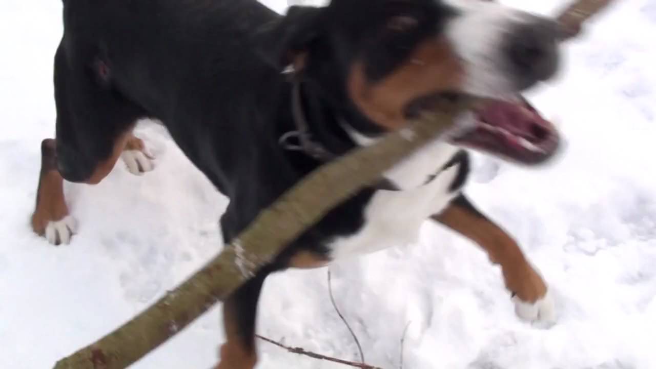 Walking with the Greater Swiss Mountain Dog - Gro&szlig;er Schweizer Sennenhund
