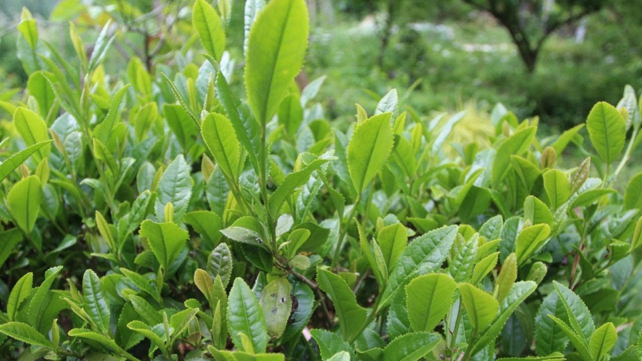 庭の茶の木で、茶摘、お茶揉み