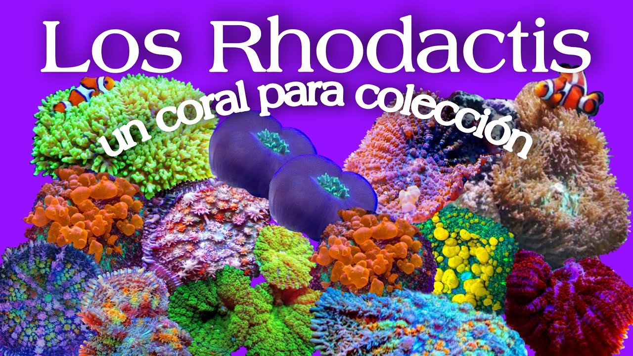 Rhodactis un coral para colección