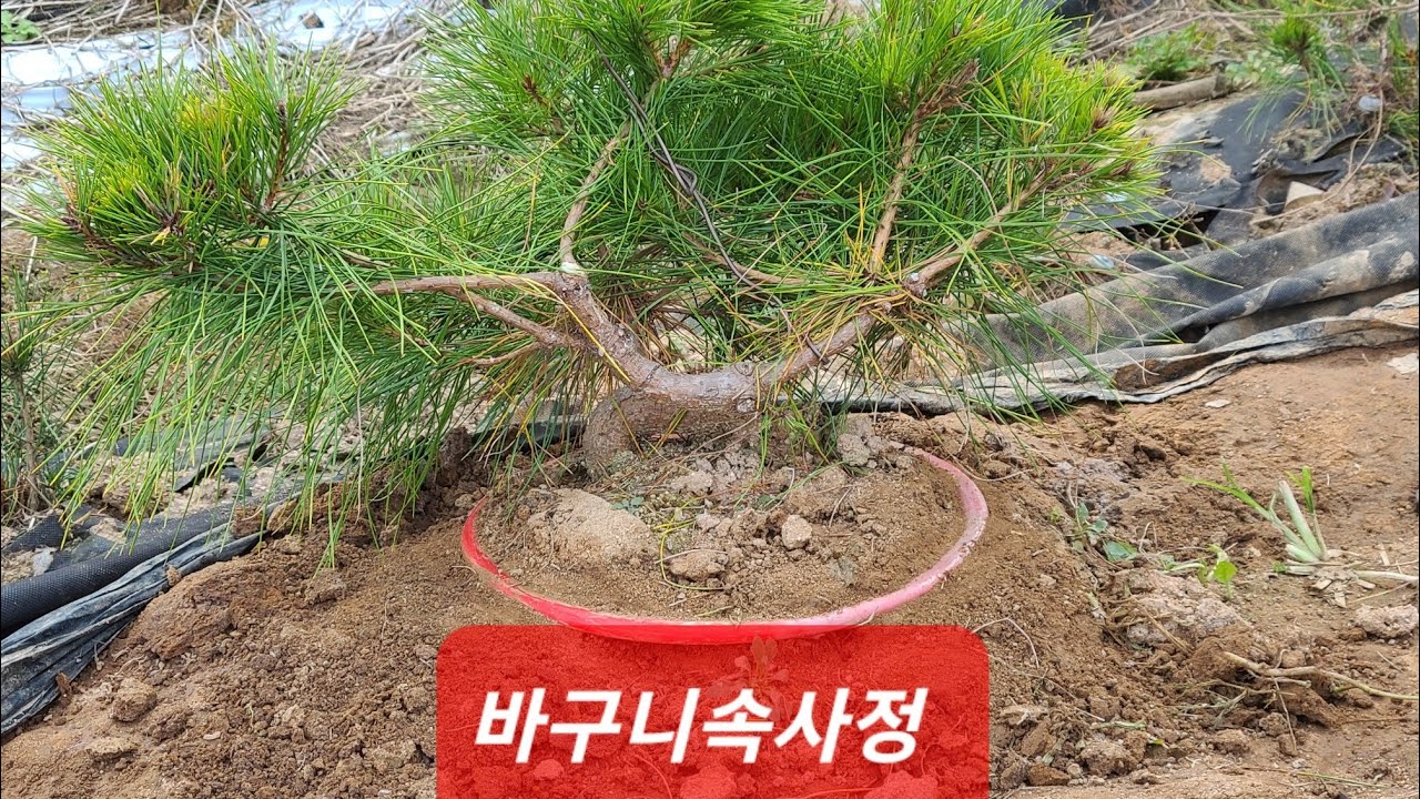 12화:소나무 바구니 영혼까지 털어보기(이천농장)