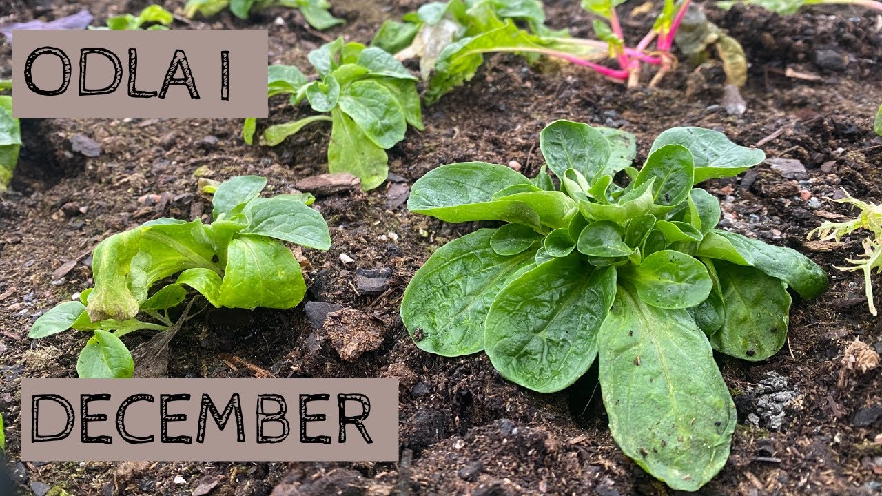 Odla i DECEMBER - Jag sår kruktomater och kollar till växthuset