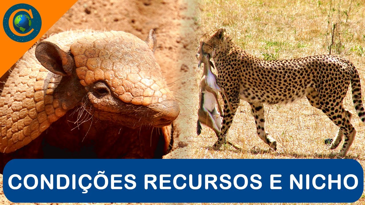 ECOLOGIA - CONDIÇÕES, RECURSOS E NICHO ECOLÓGICO