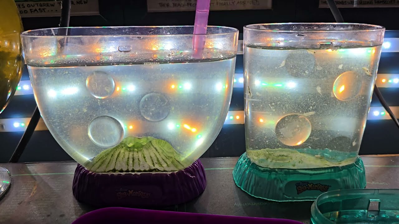 Sea-Monkeys REVERSE Nursery Tank Setup PLUS Feeding Tips!