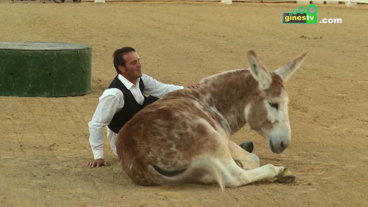 Resumen del burro Caramelo con su demostración de Doma en Libertad en Una Pará en Gines 2016