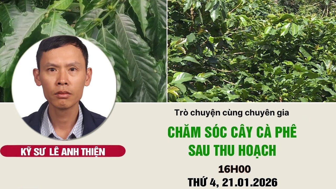 Chăm sóc cây cà phê sau thu hoạch | Chuyện nhà nông | Livestream 28/01/2026