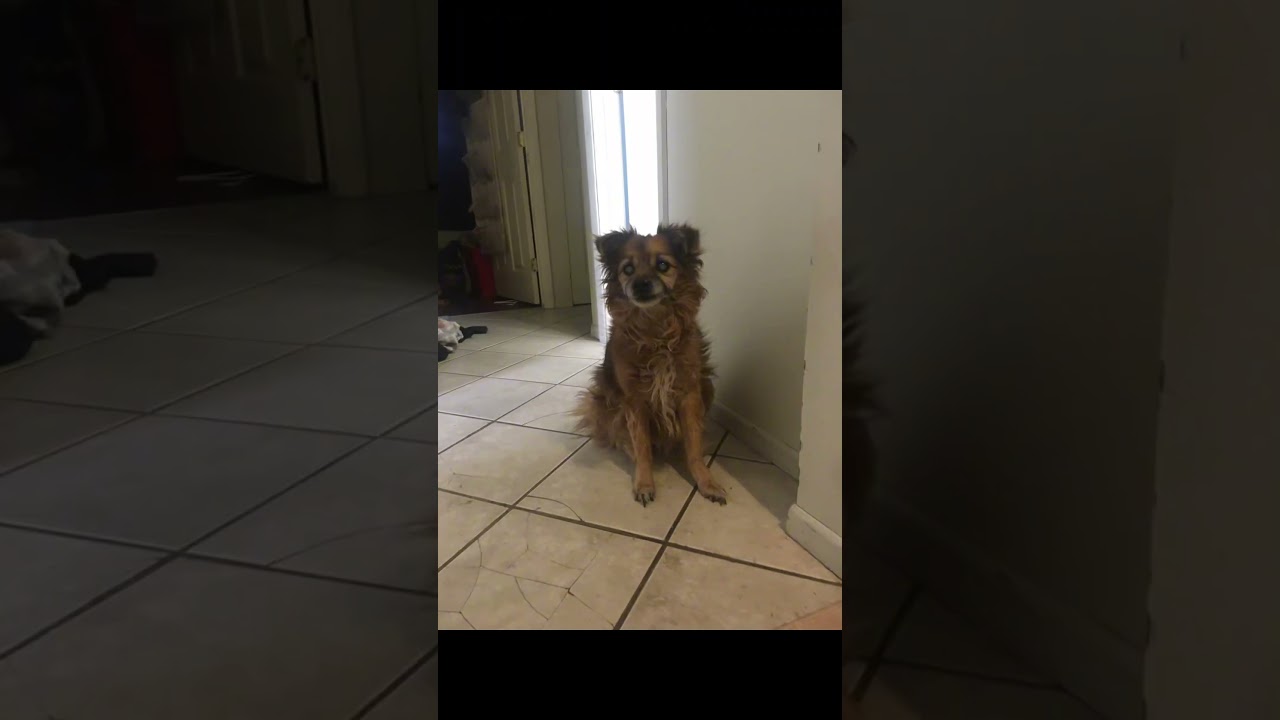 The truth h behind my dogs eyes